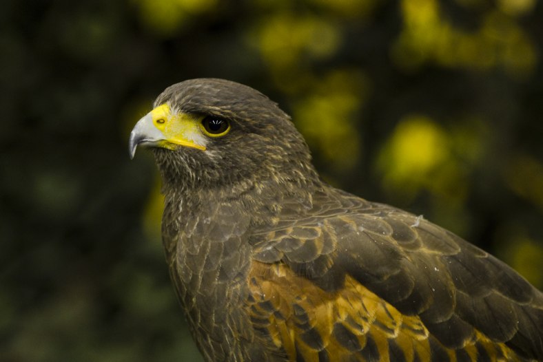 European Kestrel